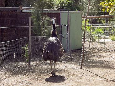 Melbourne Zoo: Emu