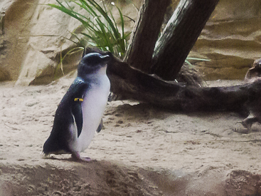 Sydney Aquarium: Penguin Sydney Aquarium: Penguin