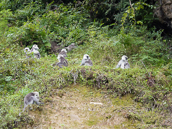 Monkeys at the Side of the Road