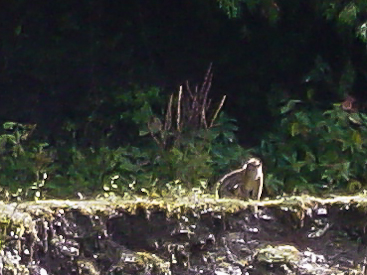 Monkey Alongside the Road