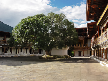 Punakha Dzong Courtyard