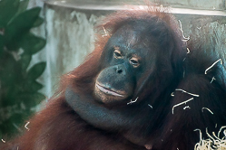 Orangutan Orangutan