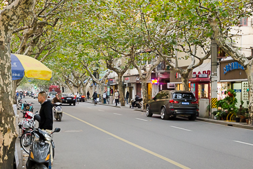 Tree-Lined Street of the French Concession