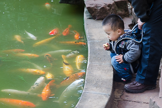 Little Boy Watching the Fish