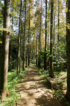Redwood Forest Redwood Forest