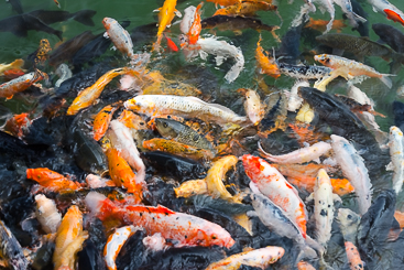 Teeming Koi Teeming Koi