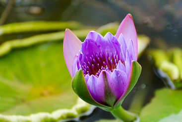 Lotus Blossom Lotus Blossom