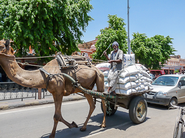 Camel Pulling Cart Camel Pulling Cart