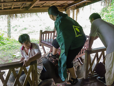 Mounting the Elephant