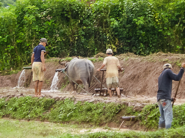 Local Villagers Plowing a Rice Paddy