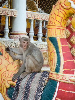 Monkey in the Temple