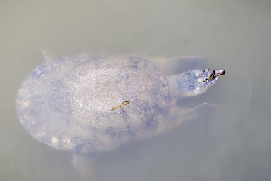 Asiatic Softshell Turtle in Nong Papha