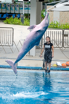 Pink Dolphin Pink Dolphin