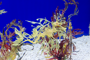Yellow Seadragon Yellow Seadragon
