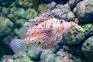 Red Lionfish Red Lionfish