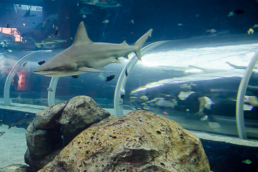 Shark Seas Shark Seas