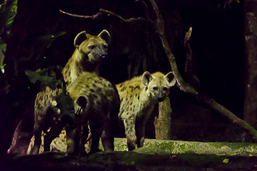 Spotted Hyena Spotted Hyena
