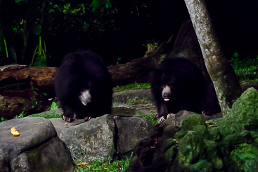 Sloth Bear Sloth Bear