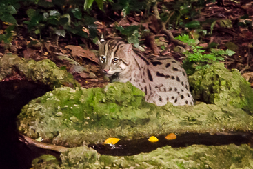 Fishing Cat Fishing Cat