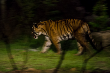 Malayan Tiger Malayan Tiger