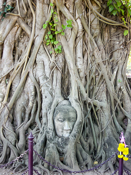 Buddha Head in Tree, Wat Mahathat