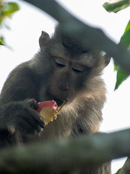 Monkey Eating Apple