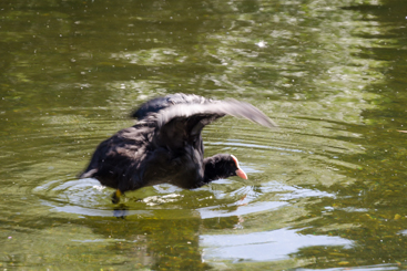 A Coot Flaps its Wings