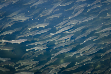 Salmon in Ketchikan Creek Salmon in Ketchikan Creek