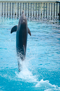 Dolphin Cove Show