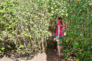 In the Hedge Maze