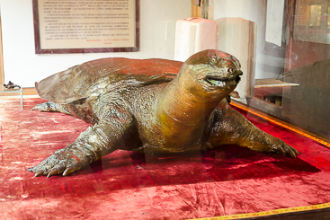 Mummified Turtle Mummified Turtle